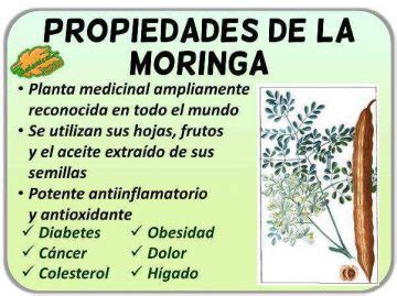 Propiedades De La Moringa Botanical Online