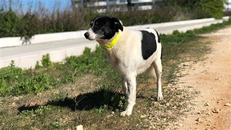 Willy Tornato Finalmente Libero La Storia A Lieto Fine Del Cane