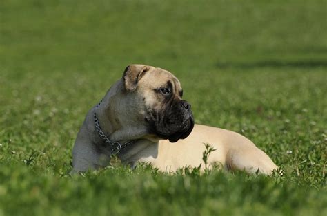 Learning the Bullmastiff Temperament: The Lovable Family Friend - Interior Design Inspiration