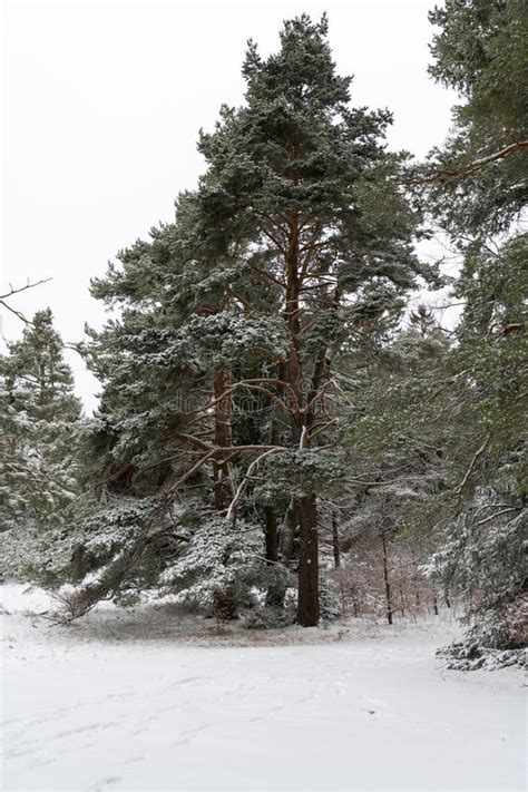 Tree Crown of a Pine Tree in the Winter Stock Image - Image of early ...