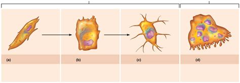 types of bone cells Diagram | Quizlet