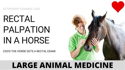 Equine Rectal Exam Youtube