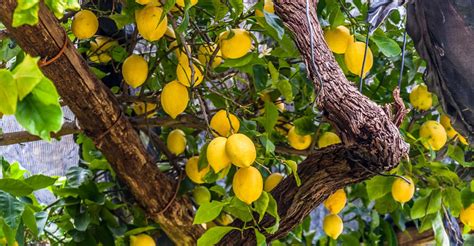 How To Grow Lemon Tree From Seed Step By Step Geartrench