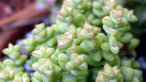 Crassula Rupestris guía de cuidados para que la suculenta Collar de