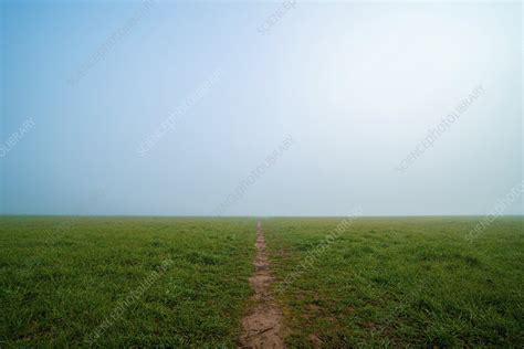 Foggy Garden Stock Image F0327349 Science Photo Library