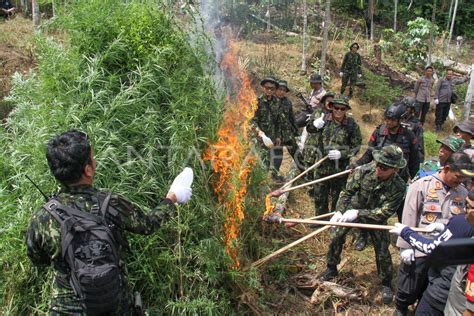 Operasi Pemusnahan Ladang Ganja Di Aceh Antara Foto