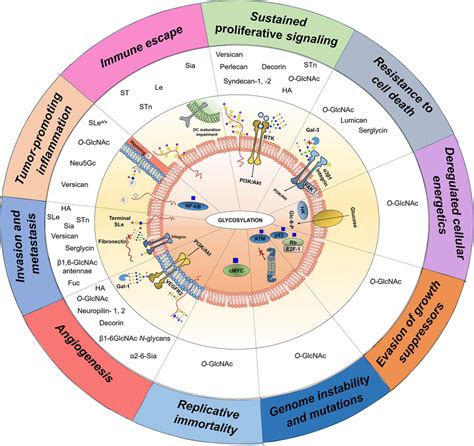 Transversal Nature Of Glycans Glycoproteins Glycan Binding Proteins