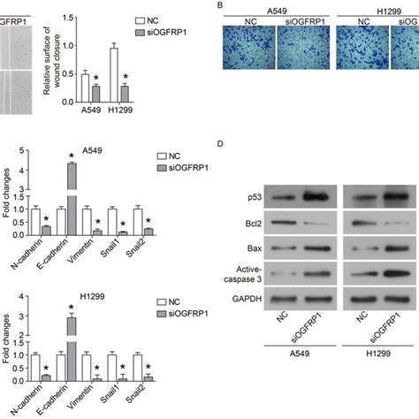 Down Regulation Of Ogfrp Inhibits The Migration And Invasion Of Nsclc