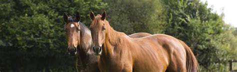 Healthy Horses Msd Animal Health Hub