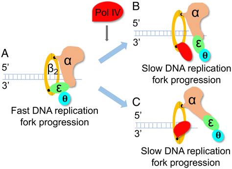 Direct Visualization Of Translesion DNA Synthesis Polymerase IV At The