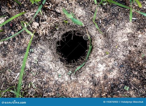 Burrow In The Ground For Fox, Groundhog, Habitat Stock Photo ...