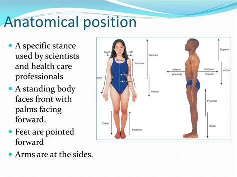 Examples Of Anatomical Terms