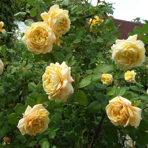 Rose- Charles Darwin | The Seed Collection