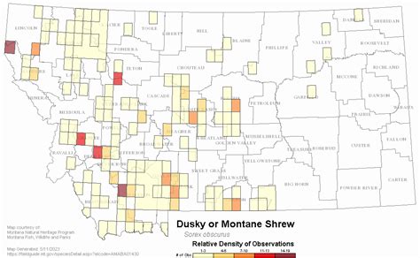 Dusky Or Montane Shrew Montana Field Guide