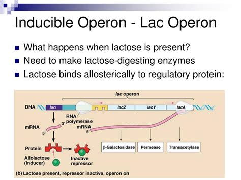 PPT - Control of Gene Expression PowerPoint Presentation, free download ...