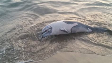 Delfino Morto Sulla Spiaggia Di Passoscuro Terzo Binario News