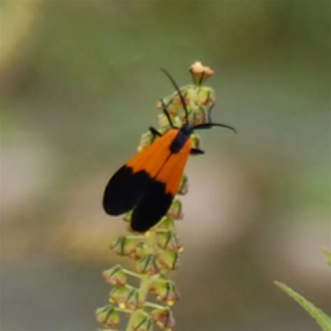 Black And Yellow Lichen Moth Project Noah