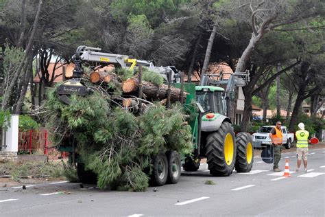 Alberi Tagliati Spiagge Discarica