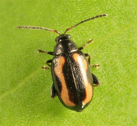 Striped flea beetle - Alchetron, The Free Social Encyclopedia