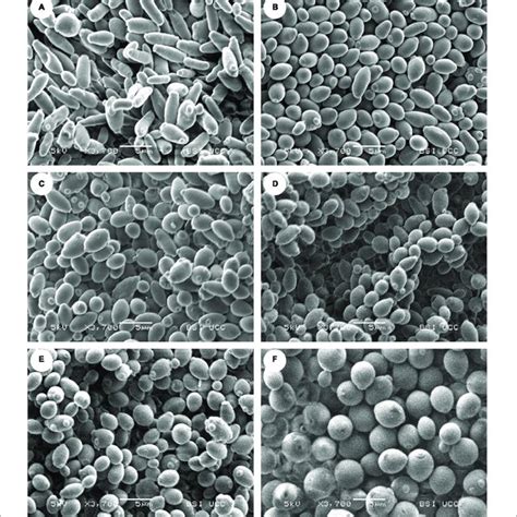 | Scanning electron microscopy (SEM) pictures of the yeast strains (A ...