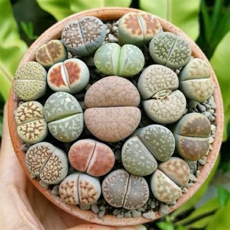 Насіння літопсів 54 вида литопсы, литопс, живые камни, Lithops: 6 грн ...