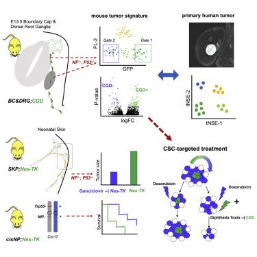 Stem Like Cells Drive Nf Associated Mpnst Functional Heterogeneity And