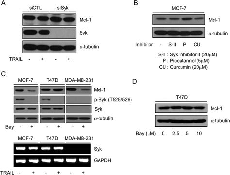 Mcl 1 Degradation By Bay 613606 Is Independent Of Syk A MCF 7 Cells