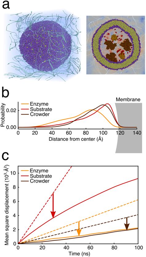 Nanoreactor A Pictorial Representation Of The Nanoreactor And The