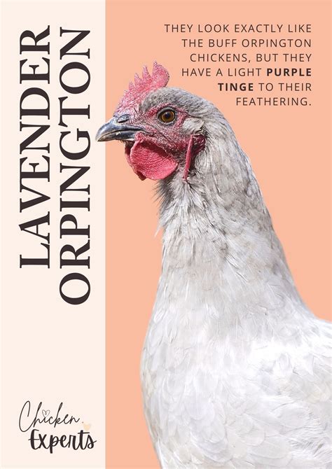 The Enchanting Lavender Orpington Chicken A Comprehensive Guide