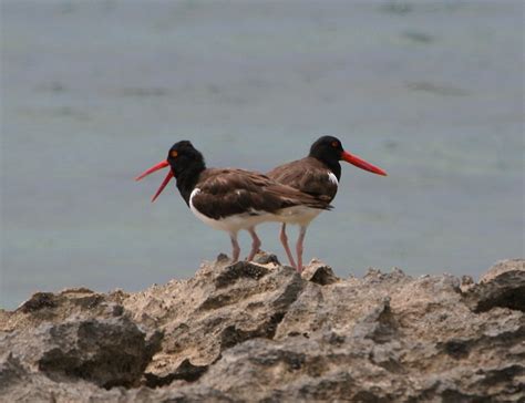 American Oystercatcher Charles D Peters M P R Flickr