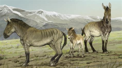 Ice age fossils from Yukon help identify new horse genus | CBC News