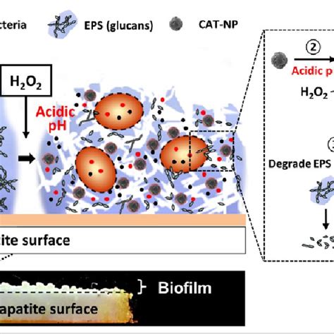 Schematics Of Biofilm Disruption Under Acidic Condition By Catalytic