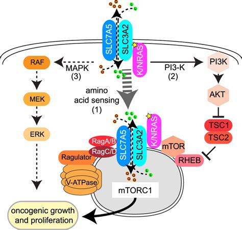 RAS Co Opts MTORC1 And The Amino Acid Sensing Machinery To Drive