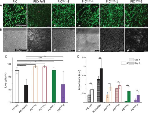 Biocompatibility Of The Hydrogels A Confocal Fluorescence Images Of