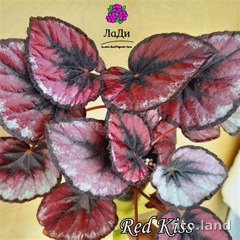 Бегония Red Kiss
