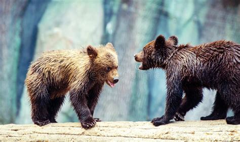 Bear cubs playing stock image. Image of nordic, baby - 156016137