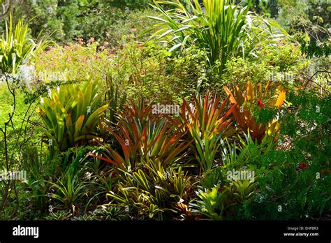 Kula Botanical Garden, Kula, Maui, Hawaii, USA Stock Photo - Alamy