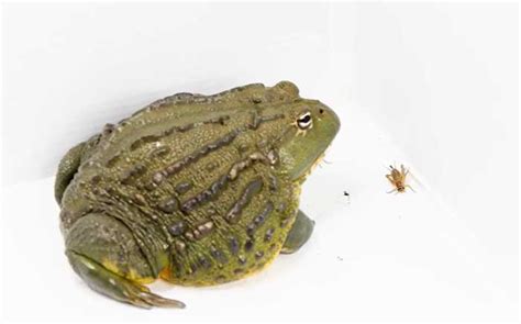 African Bullfrog Teeth: Everything You Need To Know