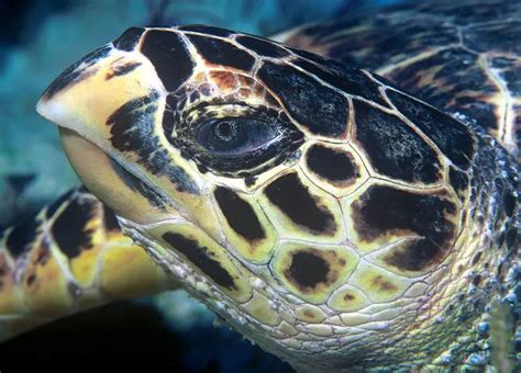 Hawksbill turtle – Eretmochelys imbricata - Aquatic Mammals