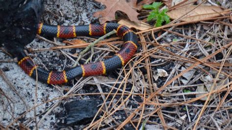 Gray Rat Snake Florida Panhandle