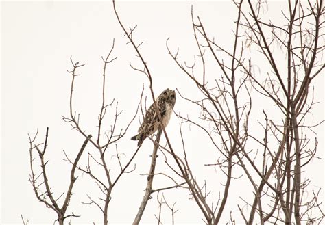Short-eared Owl found today at my local spot! PA : r/birding
