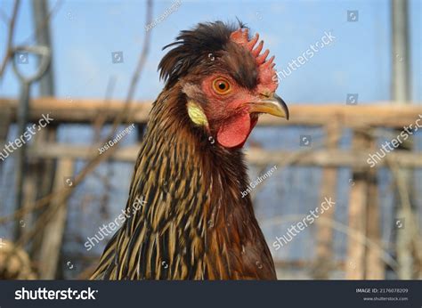 Braunes Altsteirer Huhn Im Gehege Stock Photo Shutterstock