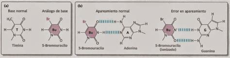 Apuntes De Evoluci N Reparaci N Del Adn