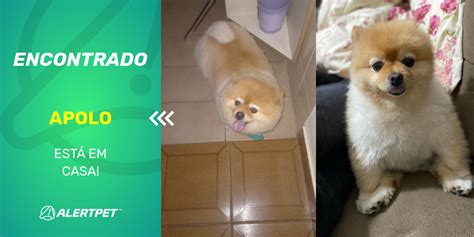 Cachorro Encontrado São paulo SP Apolo AlertPet