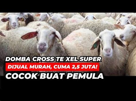 Domba Crossing Texel Cuma 2 5 Juta Cocok Buat Pemula AGROTV9 YouTube