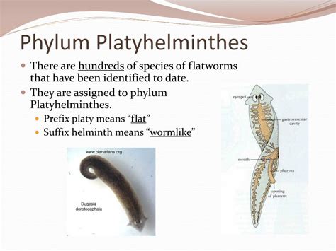 Phylum Platyhelminthes Diagram