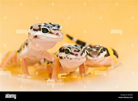 Baby Leopard Geckos Stock Photo Alamy