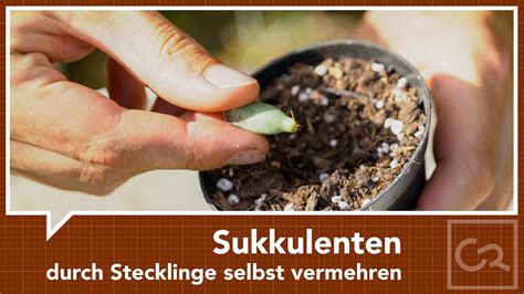 Sukkulenten Durch Ableger Und Stecklinge Selbst Vermehren Youtube