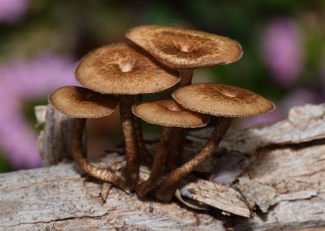 Lentinus Arcularius Batsch Zmitr