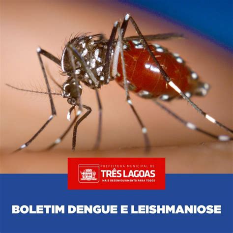 BOLETIM DENGUE 29 de novembro de 2023 Prefeitura Três Lagoas